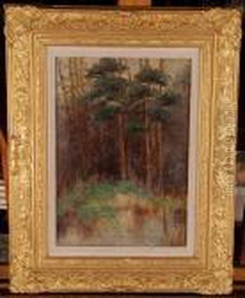 Woodland Stream - view 1