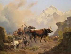 Bringing The Livestock Down From The High Alpine Summer Pastures