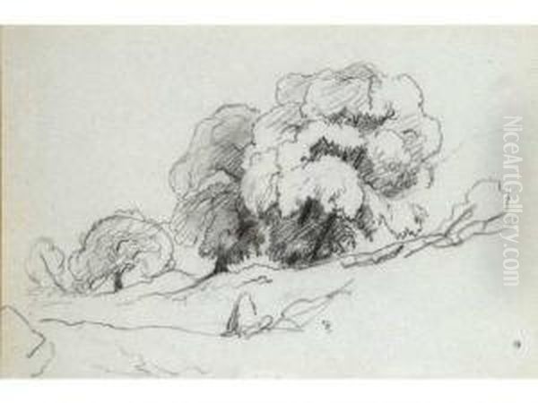 :bosquet Darbres Crayon Noir - view 1