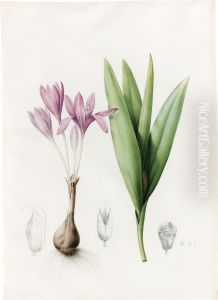 Colchicum Autumnale (meadow Saffron Or Autumn Crocus) Colchicum Autumnale (meadow Saffron Or Autumn Crocus)