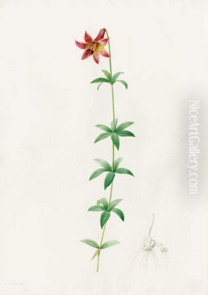 Lilium Penduliforum (canada Lily) - view 1