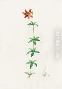 Lilium Penduliforum (canada Lily) by Pierre-Joseph Redoute