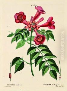 Tecoma Radicans, Virginia Trumpetvine by Pierre-Joseph Redoute