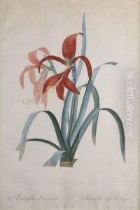 Amaryllis, Planche De La Serie Les Liliacees by Pierre-Joseph Redoute