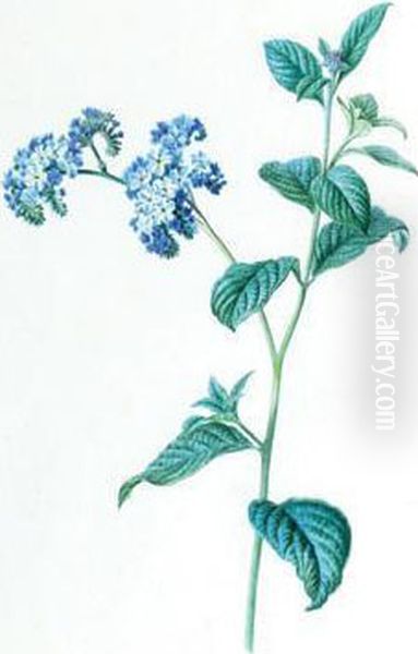 Botanical Study - view 1