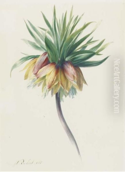 Fritillaria Imperialis - view 1