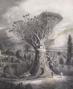 "the Dracaena Draco Or Celebrated Dragon Tree At Orotava In The Island Of Tenerife" by Richard Gilson Reeve