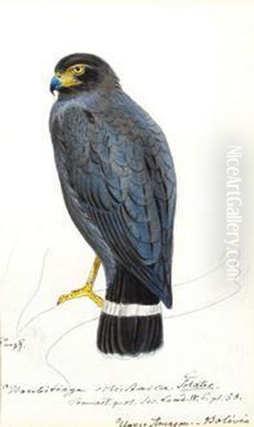 A Group Of Birdstudies - view 1