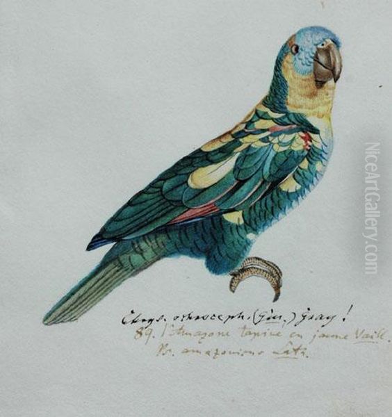 Study Of An Amazonian Parrot - view 1