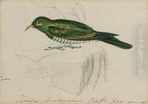 A Malay Green Cuckoo A Malay Green Cuckoo