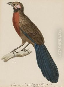 A Red Breasted Couna by Heinrich Gottlieb Ludwig Reichenbach