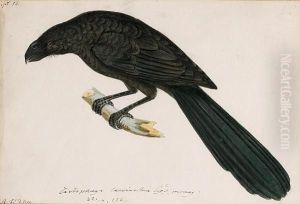 A Groove Billed Ani, Crotophaga Sulcirostris by Heinrich Gottlieb Ludwig Reichenbach