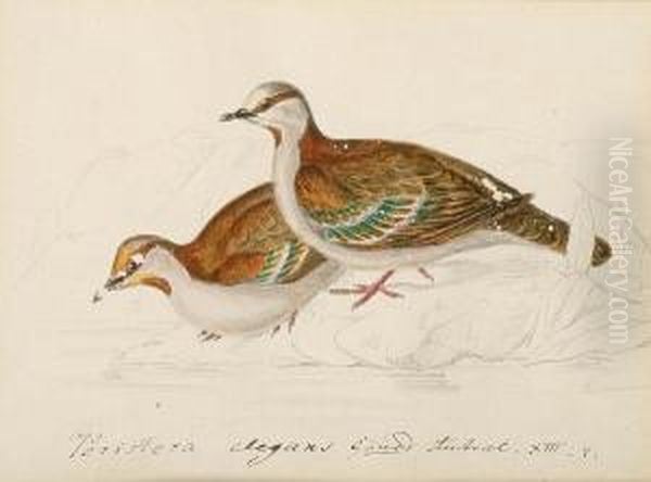 Brush Bronzewing (phaps Elegans, Australia); Partridge Pigeon (goephaps Smithi, North Australia); Gallicolumbia; Blue-headed Quail Dove (cuba); Wonga Pigeon (lewcosarcia Melanoleuca, Australia); Peaceful Dove (geopelin Striata, Australia); St. Domingo Pig - view 1