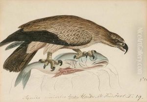 Lesser Spotted Eagle (aquila Pomarina); Java Barbet (megalaima Javensis Java); Yellow Billed Barbet (trachylaemus Purpuratus; European Cuckoo (cuculus Canorus); Plaintive Cuckoo (cacomantis Merulinus); Levaillant's Cuckoo (clamator Levaillantii, Africa) Lesser Spotted Eagle (aquila Pomarina); Java Barbet (megalaima Javensis Java); Yellow Billed Barbet (trachylaemus Purpuratus; European Cuckoo (cuculus Canorus); Plaintive Cuckoo (cacomantis Merulinus); Levaillant's Cuckoo (clamator Levaillantii, Africa)