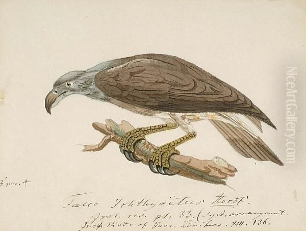 Buzzard Eagle (java); Lammergeier (gypaetus Barbatus); Chimango Caracara (milvago Chimango); Crested Serpent Eagle (spilornis Cheela); Smooth-billed Ani (crotophaga Sucirostris, South America); White Necked Puff Bird (notharchus Macrorhynchos, South Ameri - view 1