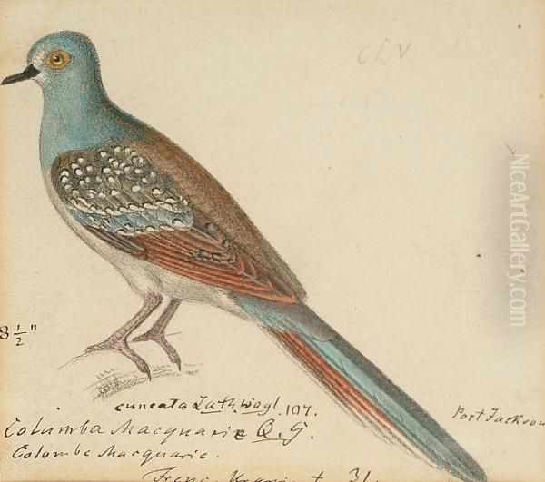 Diamond Dove (geopelia Cuneata, Australia); Scaly Breasted Ground Dove (columbina Passerina, South America); Crested Quail Dove (geotrygon Versicolor, Jamaica); Peaceful Dove (geopelia Striata, Australia); Galapagos Dove (zenaida Galagoenisis, Galapoges I - view 1