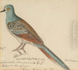 Diamond Dove (geopelia Cuneata, Australia); Scaly Breasted Ground Dove (columbina Passerina, South America); Crested Quail Dove (geotrygon Versicolor, Jamaica); Peaceful Dove (geopelia Striata, Australia); Galapagos Dove (zenaida Galagoenisis, Galapoges I by Heinrich Gottlieb Ludwig Reichenbach