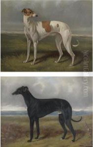 Two Greyhounds 
Phyllida
 And 
Phoebus by George Philip Reinagle