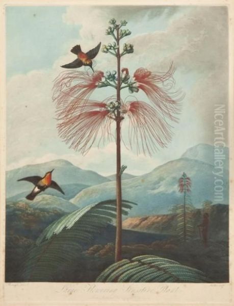 Large Flowering Sensitive Plant - view 1