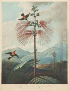Large Flowering Sensitive Plant by Philip Reinagle
