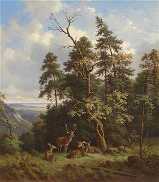 Red Deer In A Woodland Clearing - view 1
