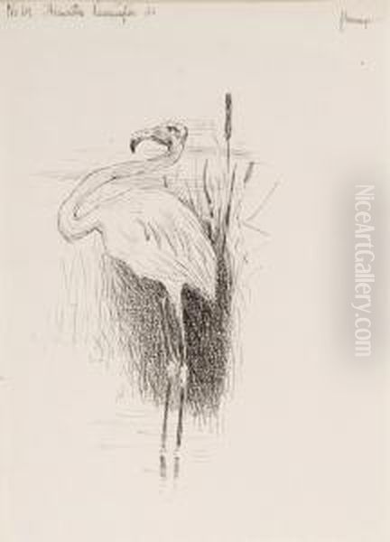 Flamingo - view 1