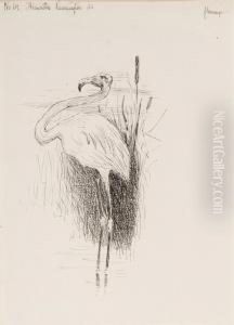 Flamingo Flamingo
