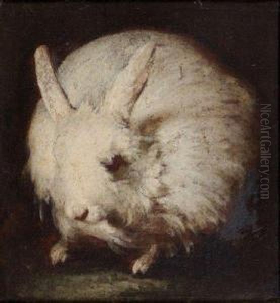 Lapin Angora - view 1