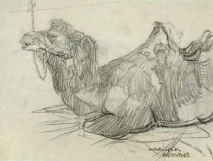 Study Of Acamel by Warwick Reynolds