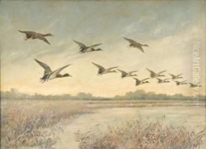 Mallards