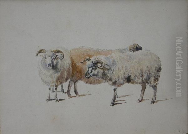 Study Of Sheep - view 1