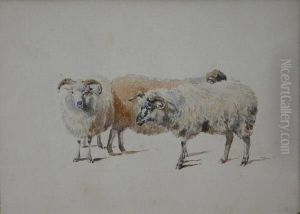 Study Of Sheep by John Isaac Richardson
