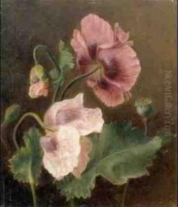 A Study Of Flowers A Study Of Flowers