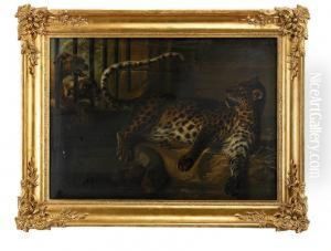 Leopard I Bur Anfallen Av Tva Doggar