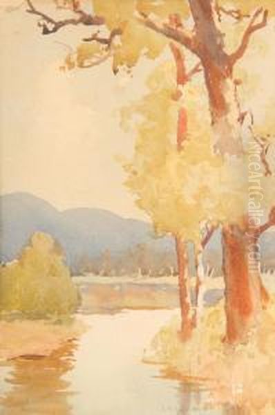 Trees Beside A Creek - view 1