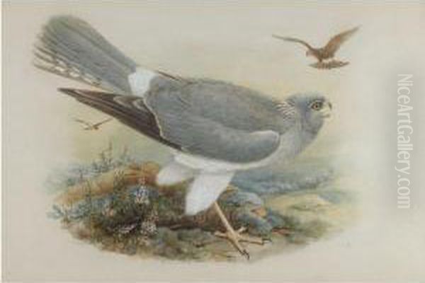 Hen Harrier - view 1