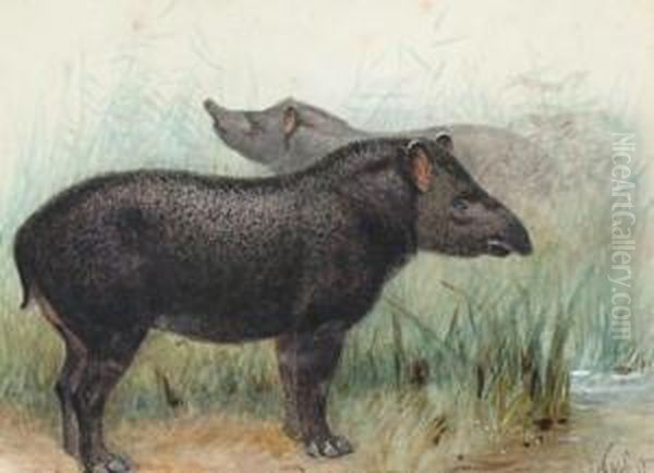 Tapirs - view 1