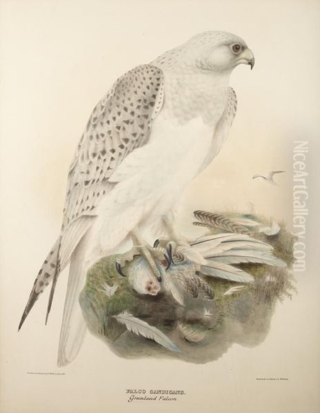 'greenland Falcon' - view 1