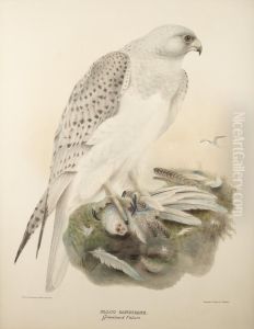'greenland Falcon' by Josef Wolft Richter