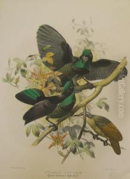 'wattled Bird Of Paradise' - view 1