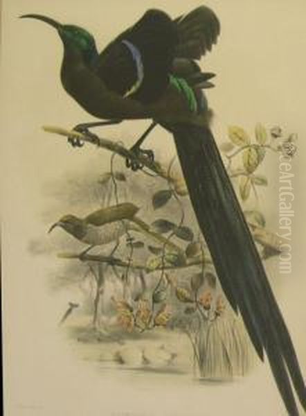 Incomparable Bird Of Paradise - view 1