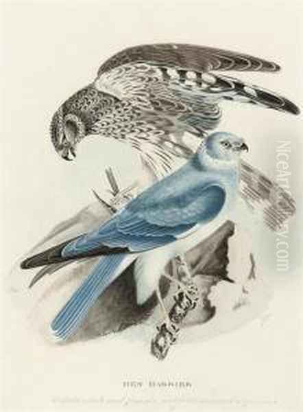 Hen Harrier - view 1
