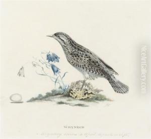 Wryneck (illustrated); And A Tree Pipit And A White Throat