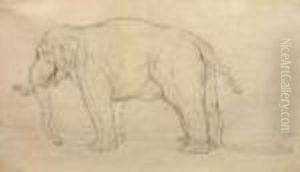 Study Of An Elephant by Johann Elias Ridinger or Riedinger