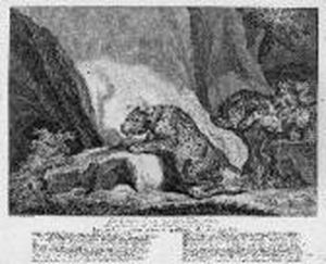 J.e. "der Leopard". Kupferstich. Ba: 34 X 43 Cm. Rahmen