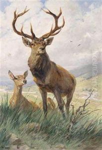 A Real Stag A Real Stag