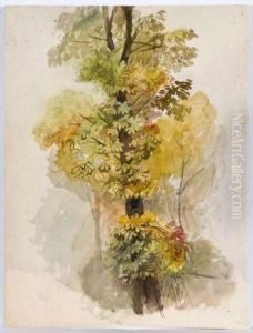 Etude D'arbre (recto Et Verso) by Leon Louis Antoine Riesener