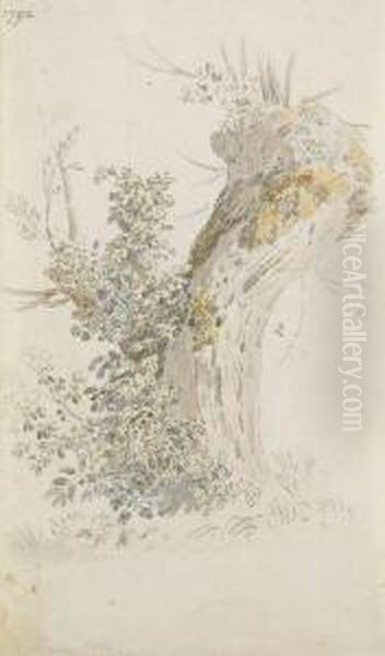 Baumstudie - view 1