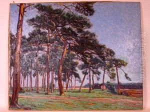 Bassin D'arcachon, Les Pins Pres De La Hume