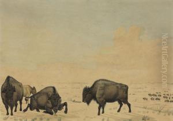 Buffalo Hunt - view 1